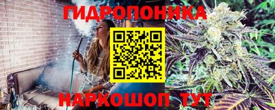 гашик Будённовск