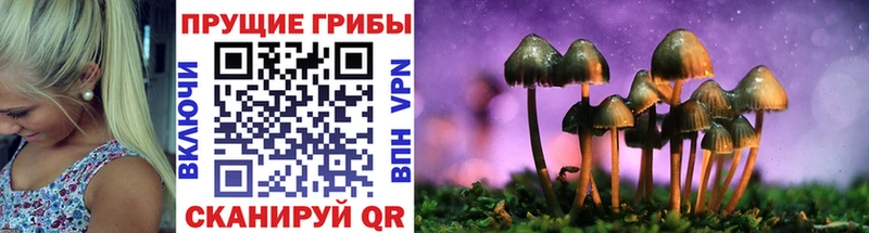 купить наркотики сайты  Нарткала  Галлюциногенные грибы мицелий 